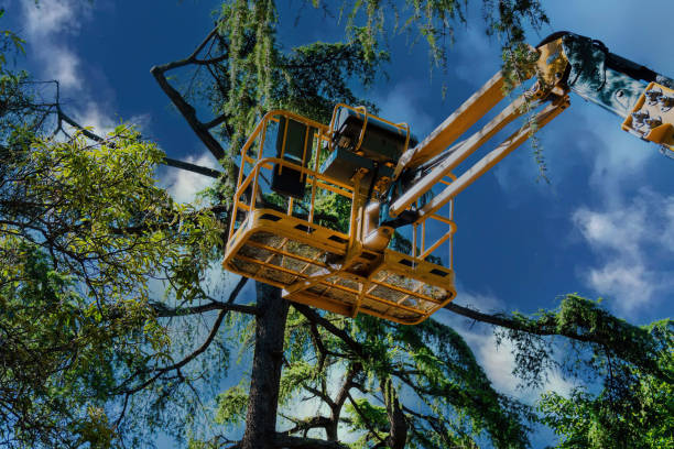 Best Palm Tree Trimming  in Hagaman, NY