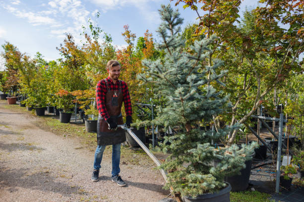 How Our Tree Care Process Works  in  Hagaman, NY