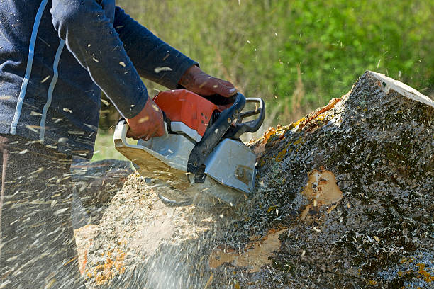 Best Seasonal Cleanup (Spring/Fall)  in Hagaman, NY